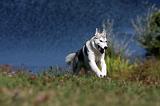 SIBERIAN HUSKY 508